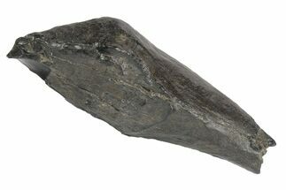 Fossil Sperm Whale (Scaldicetus) Tooth - South Carolina #247927