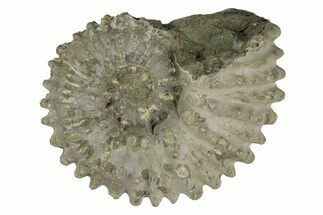 Bumpy Ammonite (Douvilleiceras) Fossil - Madagascar #247937