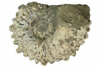 Bumpy Ammonite (Douvilleiceras) Fossil - Madagascar #247961