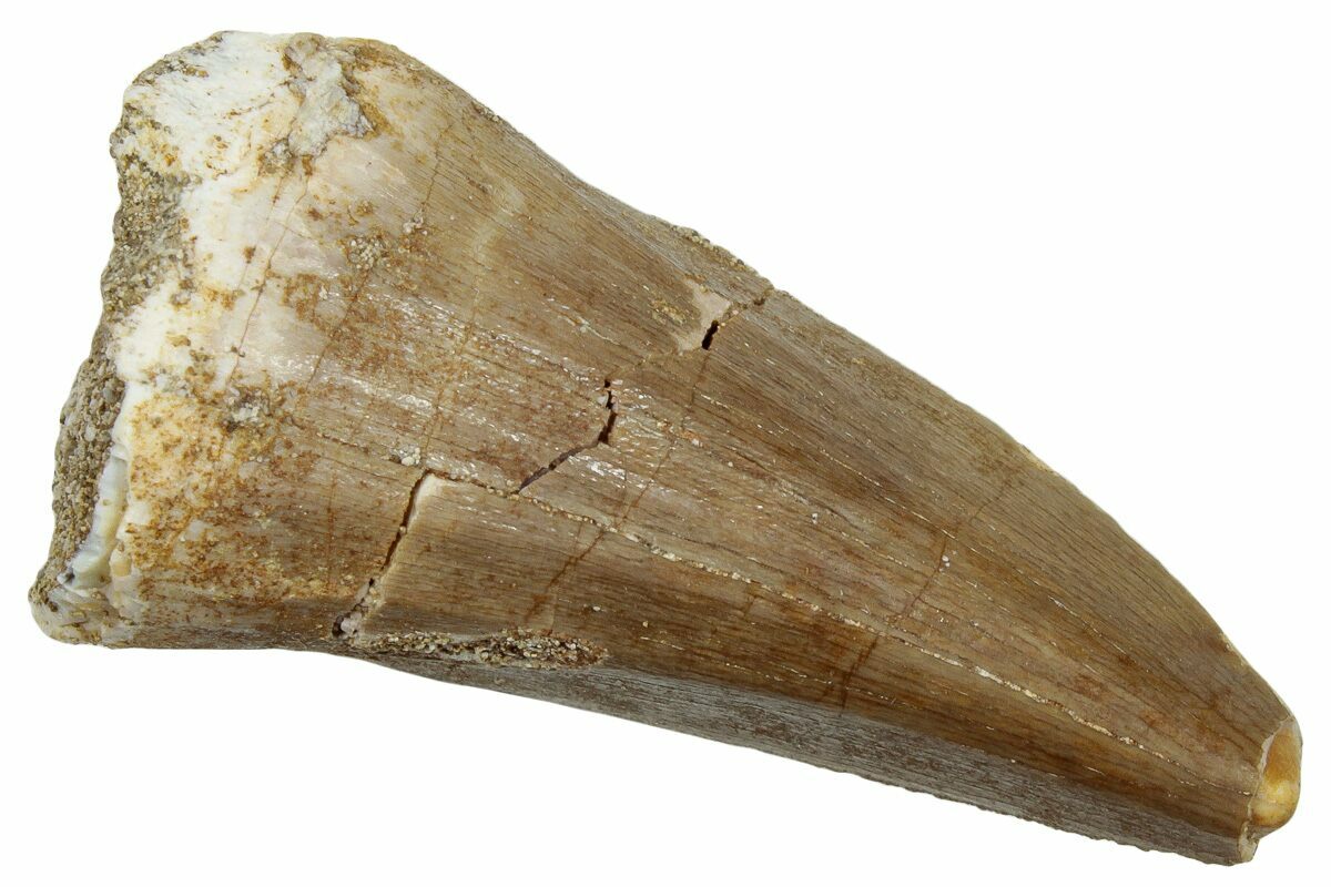 1 6 Fossil Mosasaur Mosasaurus Tooth Morocco 247862 For Sale 