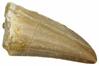 Fossil Mosasaur (Mosasaurus) Tooth - Morocco #247864