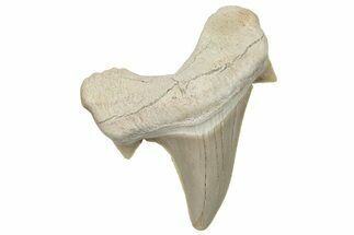 Fossil Shark Tooth (Otodus) - Morocco #248003