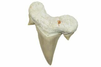 Fossil Shark Tooth (Otodus) - Morocco #248009