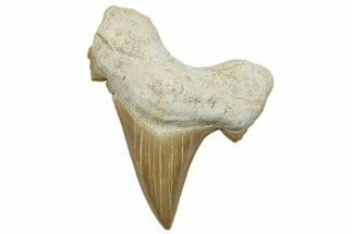Fossil Shark Tooth (Otodus) - Morocco #248012