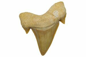 Fossil Palaeocarcharodon Tooth - Stunning Color (#240) For Sale