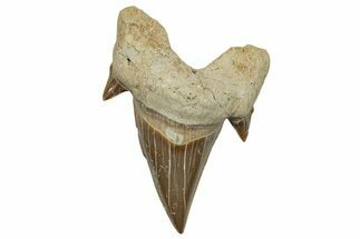 Fossil Shark Tooth (Otodus) - Morocco #248035