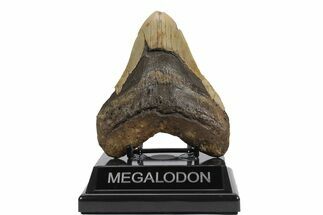 Fossil Megalodon Tooth - North Carolina #248453