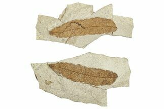 Detailed Fossil Leaf (Pos/Neg) - Green River Formation, Wyoming #248228