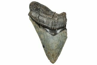 Partial Megalodon Tooth - Serrated Blade #248414