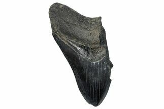 Partial Megalodon Tooth - Serrated Blade #248429