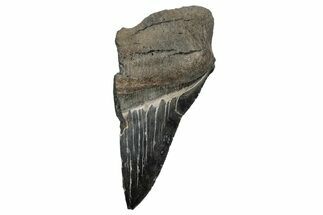 Partial Megalodon Tooth - Serrated Blade #248432
