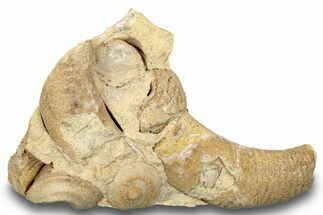 Ordovician Marine Fossil Association - Wisconsin #248566