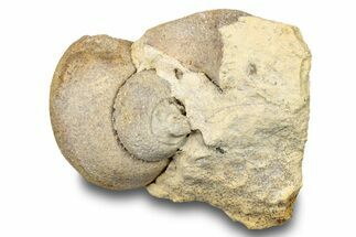 Ordovician Gastropod Fossil (Clathrospira) - Wisconsin #248598