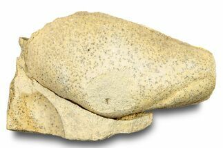 Ordovician Bivalve Fossil (Ctenodonta) - Wisconsin #248604