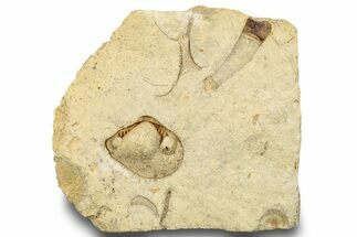 Ordovician Bivalve Fossil (Tancrediopsis) - Wisconsin #248625
