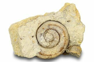 Ordovician Gastropod Fossil (Helicotoma) - Wisconsin #248631