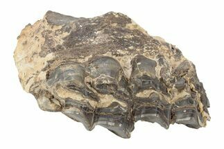 Fossil Mammal (Plagiolophus) Jaw Section - France #248668