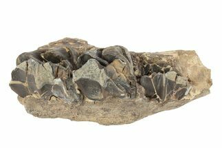 Fossil Mammal (Plagiolophus) Jaw Section - France #248669