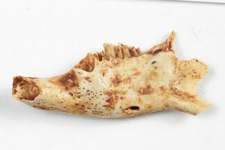 Miocene Fossil Pika (Prolagus) Jaw - France #248681