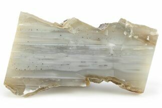 Waterline Agate Limb Cast Slice - Tom Miner Basin, Montana #248711