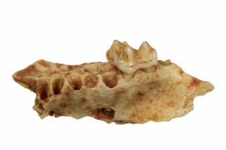 Eocene Fossil Primate (Pseudoloris) Jaw Section - France #248715