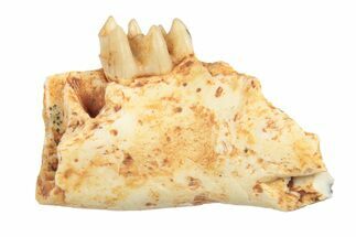 Fossil Early Ungulate (Oxacron) Jaw - France #248695