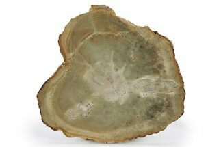 Polished Petrified Tanoak Wood (Lithocarpus) Round #248720