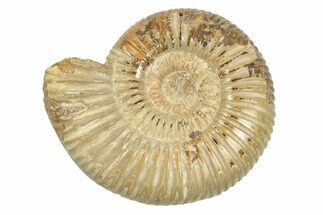 Polished Jurassic Ammonite (Perisphinctes) - Madagascar #248736