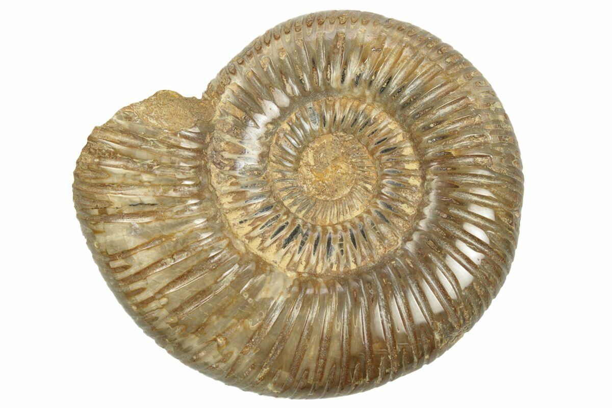 3.2" Polished Jurassic Ammonite (Perisphinctes) - Madagascar (#248739 ...