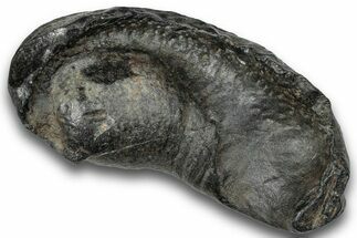 Fossil Whale Ear Bone - South Carolina #248396