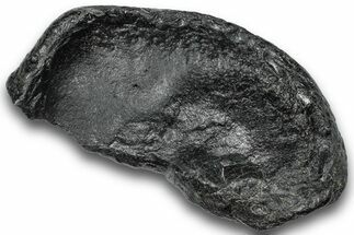 Fossil Whale Ear Bone - South Carolina #248399