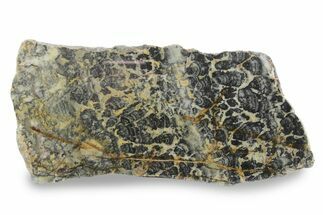 Proterozoic Columnar Stromatolite (Asperia) Slab - Australia #239971