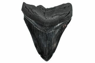 Fossil Megalodon Tooth - South Carolina #248500