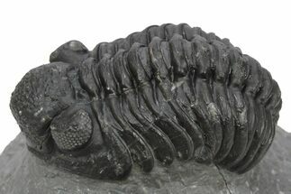 Phacopid (Adrisiops) Trilobite - Jbel Oudriss, Morocco #243895