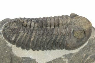 Large, Mutli-Toned Pedinopariops Trilobite - Mrakib, Morocco #243900