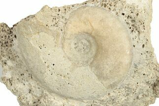 Callovian Ammonite (Sublunuloceras) Fossil - France #249034