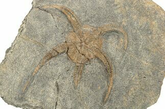 Ordovician Brittle Star (Ophiura) - Morocco #249045