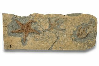 Ordovician Fossil Starfish With Two Brittle Stars - Morocco #249067