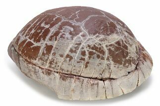 Colorful Fossil Tortoise (Stylemys) - South Dakota #249240