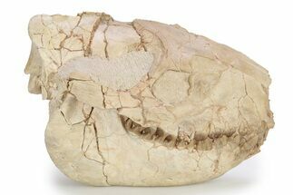 Fossil Oreodont (Merycoidodon) Skull - South Dakota #249247