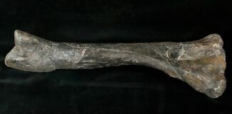 Camptosaurus Tibia w/ Stand - Colorado #14732