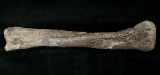 Camptosaurus Tibia w/ Stand - Bone Cabin Quarry #14733