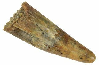 Fossil Pterosaur (Siroccopteryx) Tooth - Morocco #248932