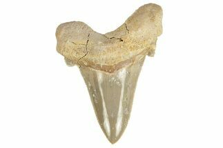 Serrated Sokolovi (Auriculatus) Shark Tooth - Dakhla, Morocco #249403