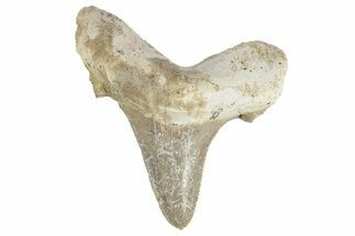 Serrated Sokolovi (Auriculatus) Shark Tooth - Dakhla, Morocco #249415