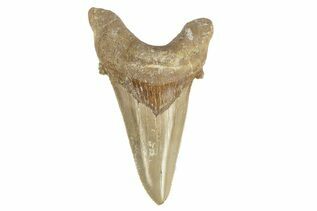 Fossil Shark Teeth For Sale