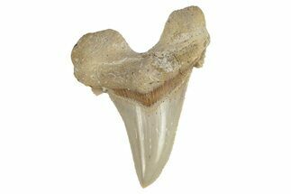 Serrated Sokolovi (Auriculatus) Shark Tooth - Dakhla, Morocco #249423