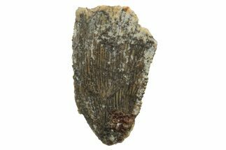 Bargain, Raptor Tooth - Real Dinosaur Tooth #249375