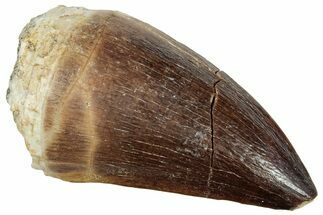 Fossil Mosasaur (Prognathodon) Tooth - Morocco #249618
