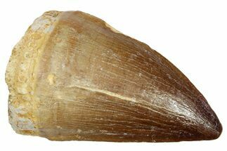 Fossil Mosasaur (Prognathodon) Tooth - Morocco #249619